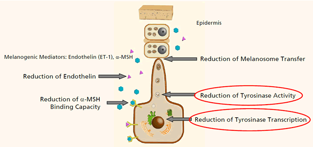 Influence on Melanogenesis Pathways